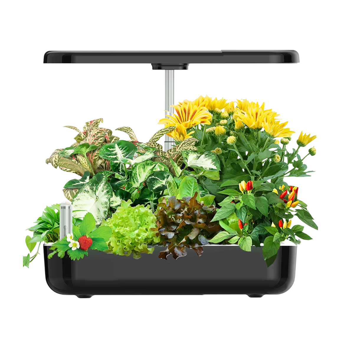 AquaBloome