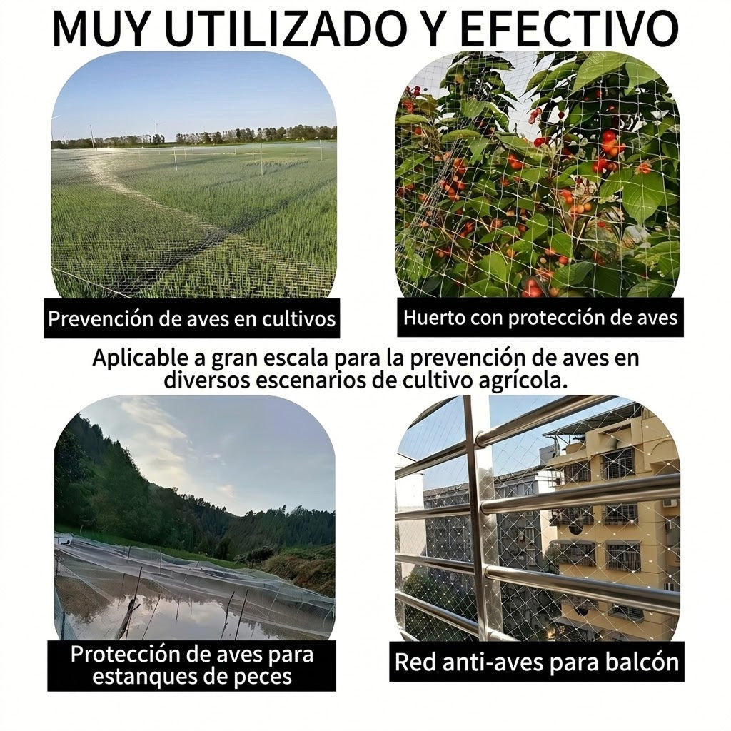 Nestoriax