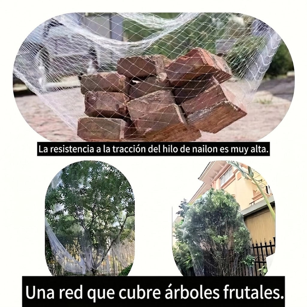Nestoriax